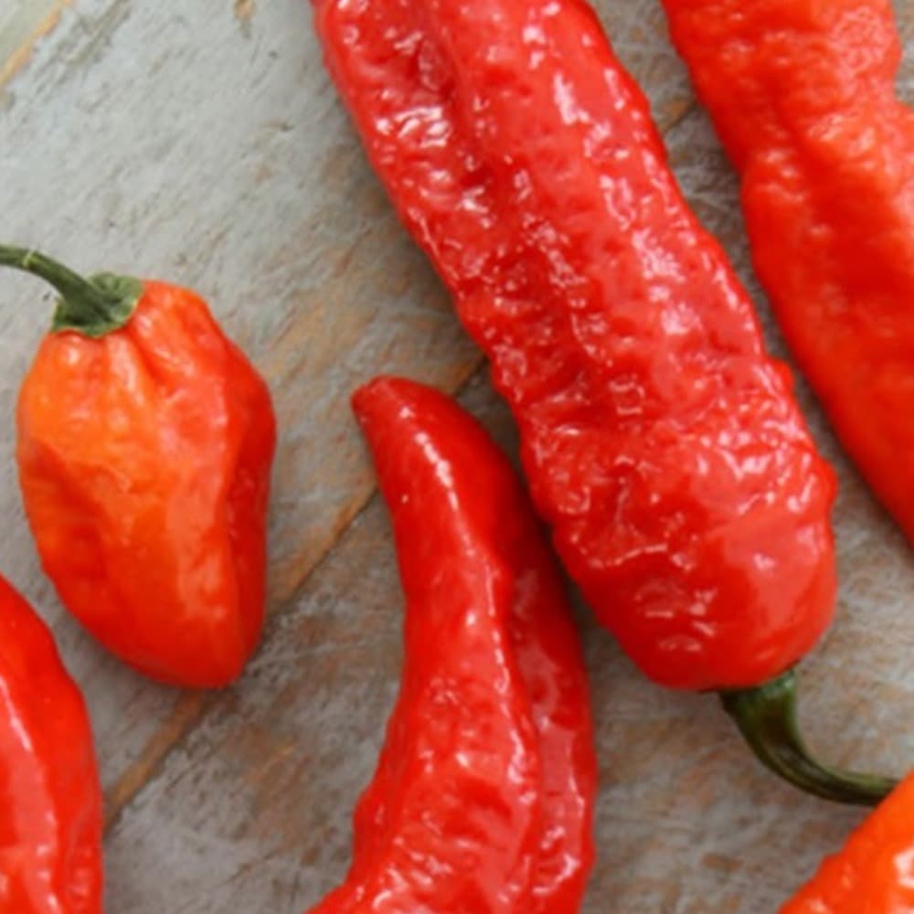 Fresh King Chilli (Bhut Jolokia) pods on a wooden board