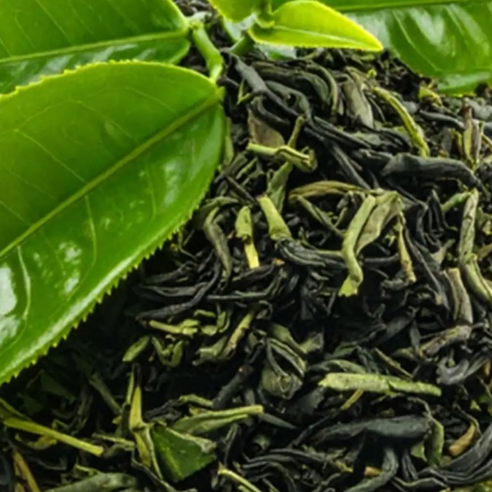 الشاي الأخضر الهندي — Fresh green tea leaves and processed leaf