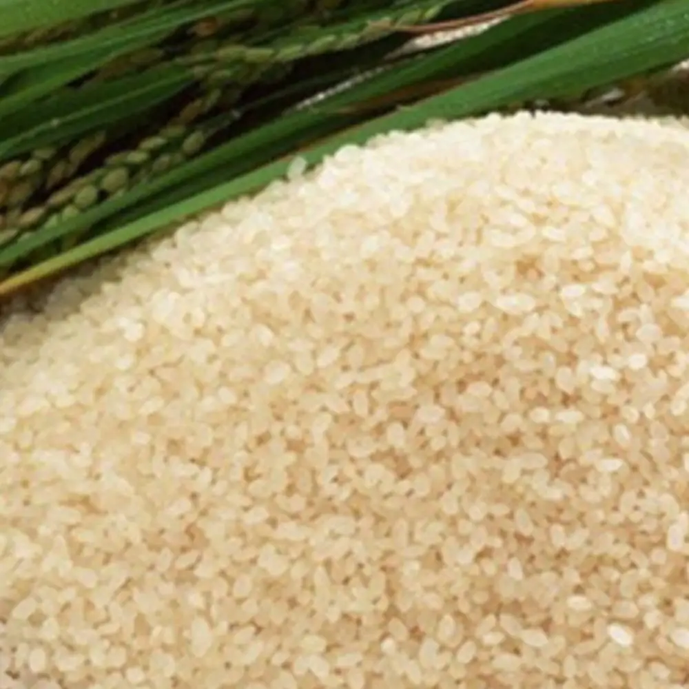 ข้าวหอมโจฮา — Joha rice grains with rice stalks
