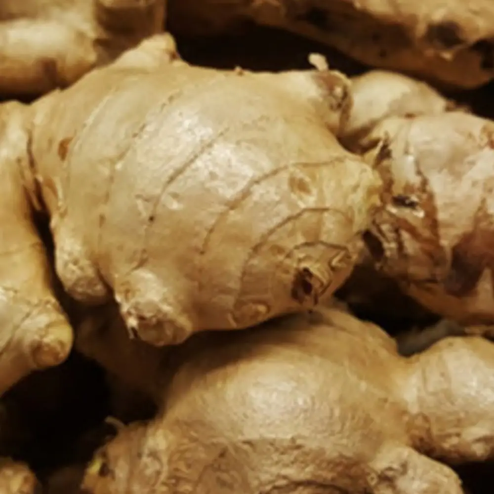 カルビ・アングロン産ジンジャー(生姜) — Karbi Anglong Ginger