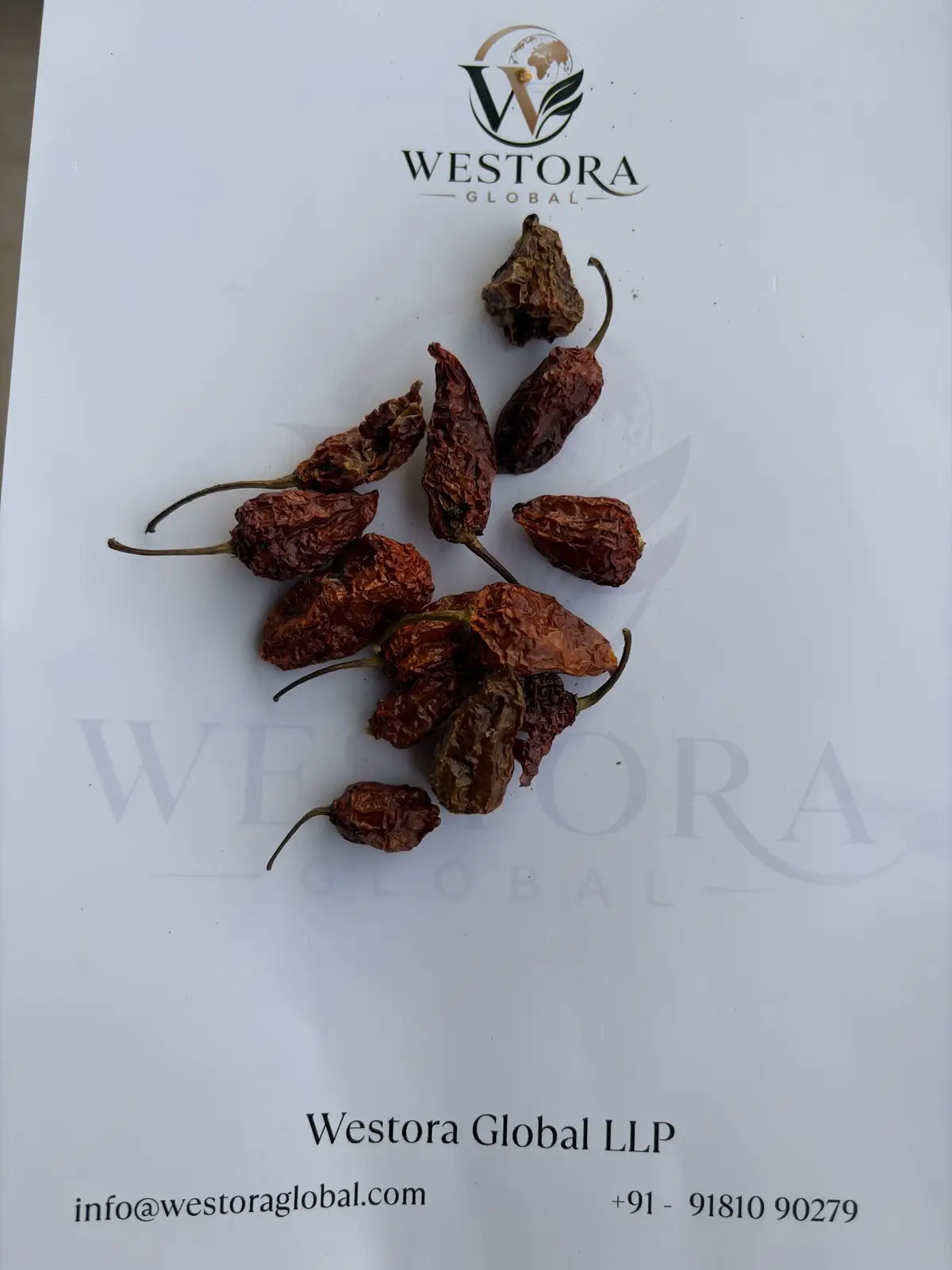 فلفل بوت جولوكيا المجفف — دفعة عينات — Dried wrinkled King Chilli (ghost pepper) pods from Nagaland on a Westora Global sample sheet