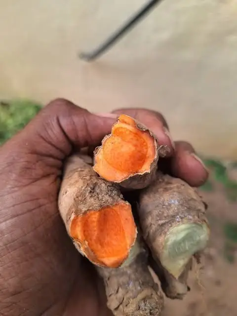 ขมิ้นลาคาดงหั่นสด — เนื้อสีส้มเข้ม — Hand holding freshly harvested Lakadong turmeric rhizomes broken open to show deep orange, high-curcumin flesh