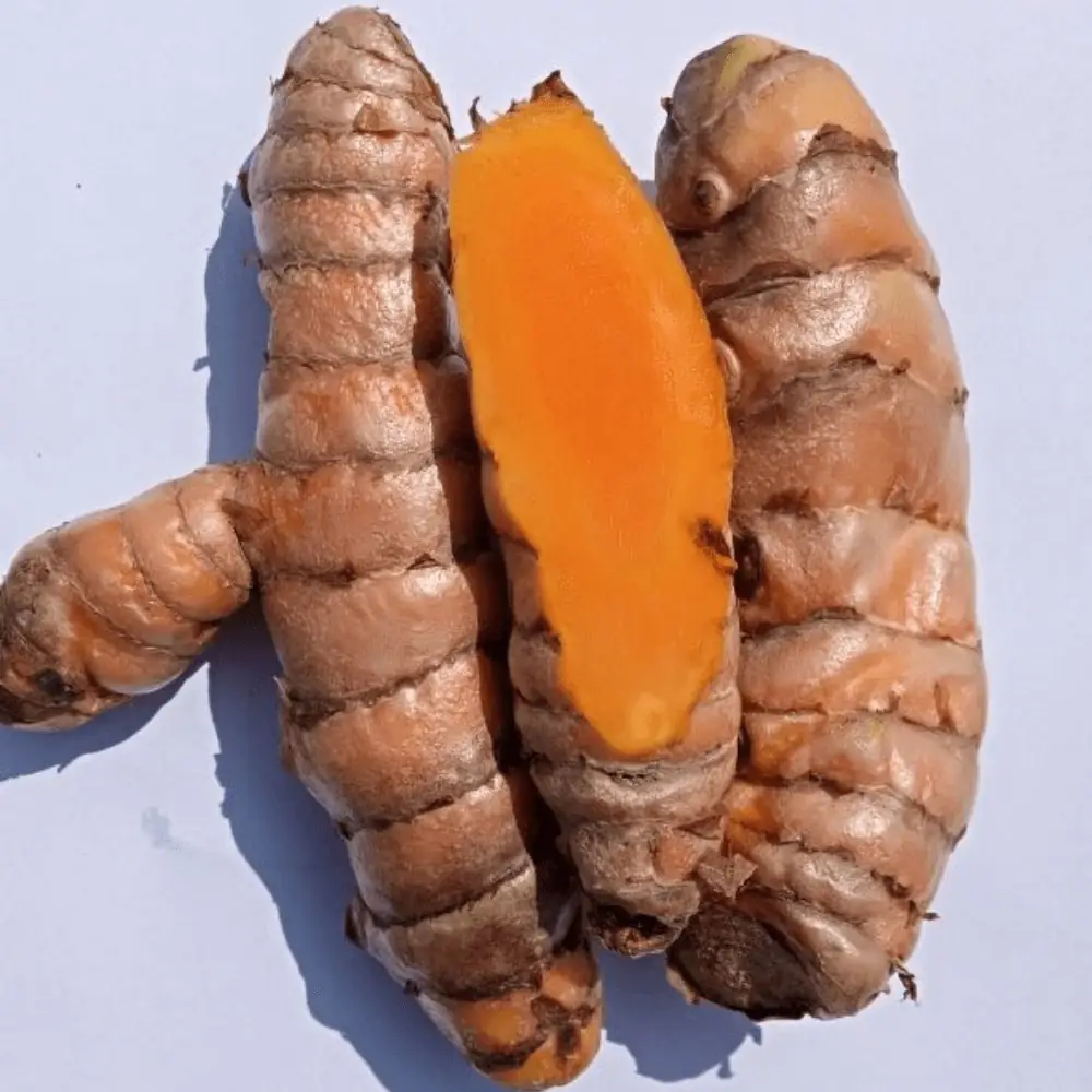เหง้าขมิ้นลาคาดง — ทั้งเหง้าและผ่าครึ่ง — Whole and split fresh Lakadong turmeric fingers from the Jaintia Hills, Meghalaya