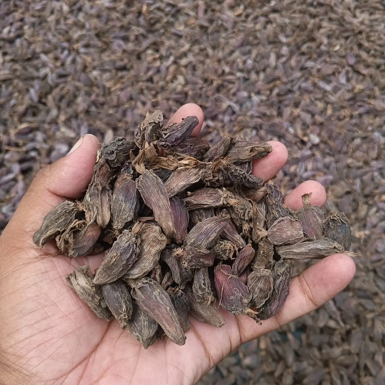 قرون الهيل الأسود المجفف — حفنة من دفعتنا — Handful of dried large (black) cardamom pods, Amomum subulatum, from Northeast India, held over a bulk lot
