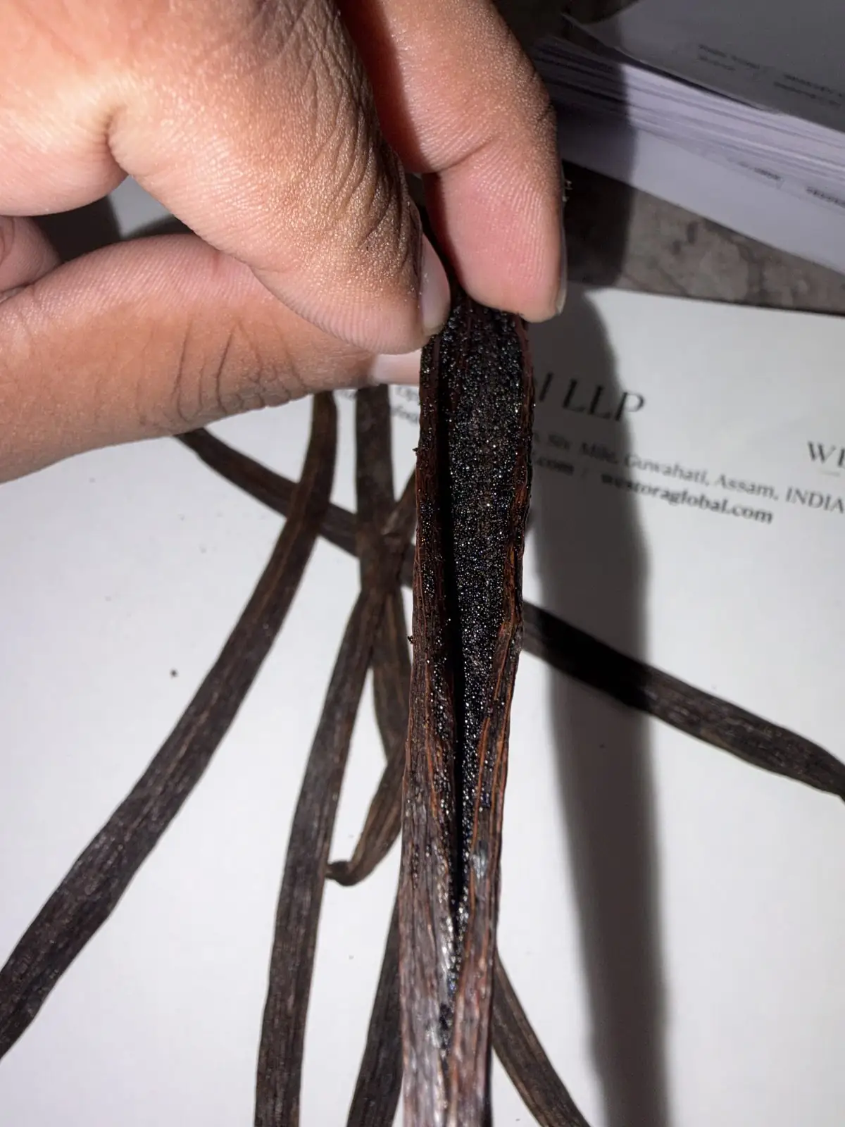 قرن مشقوق — بذور الفانيليا (الكافيار) بداخله — Cured vanilla pod split open by hand showing moist black vanilla seeds (caviar)