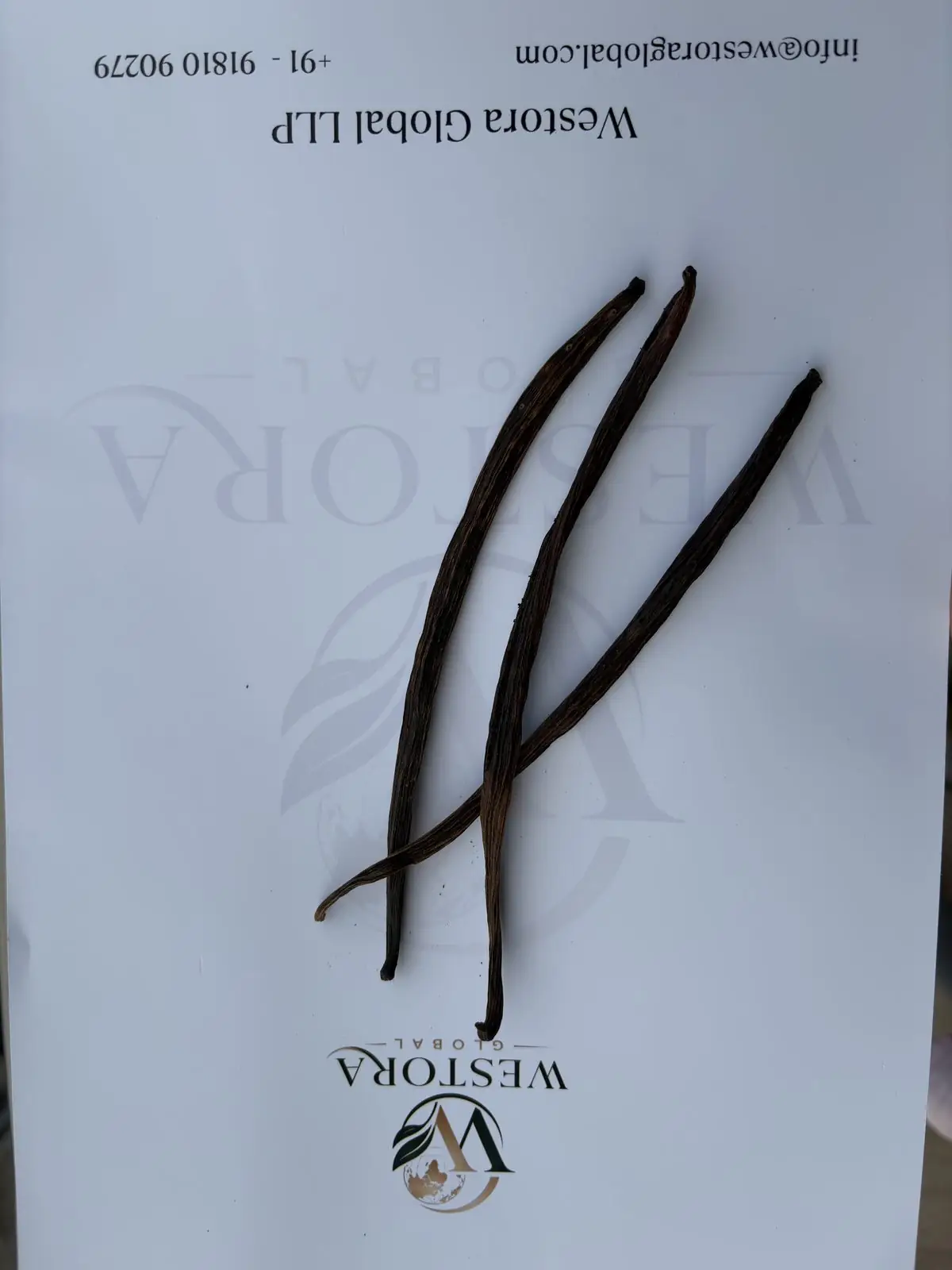 قرون كاملة معالجة على ورقة العينات — Whole cured vanilla beans laid on a Westora Global sample sheet
